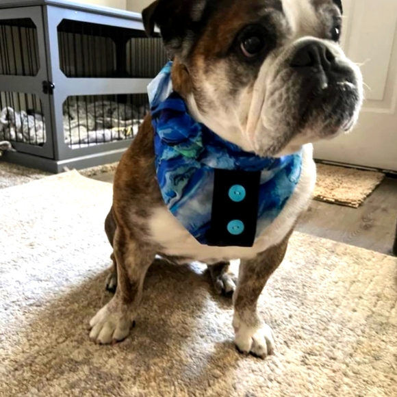 Dog Bandana Other - Slip over the collar cloud with accent black front and blue buttons